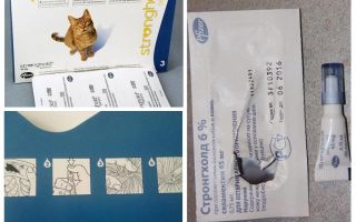As melhores gotas na cernelha para gatos de pulgas e vermes