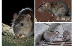 Rato cinzento