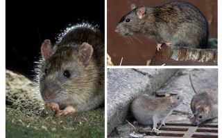 Rato cinzento