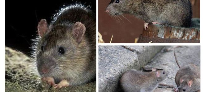 Rato cinzento