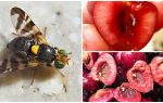 Como lidar com a mosca da cereja