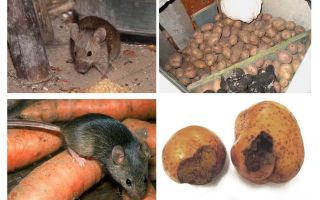Como tirar ratos da adega