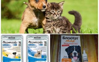 Como e como proteger um cão dos mosquitos e das moscas negras