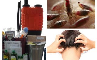 O que é um kit anti-pediculose?