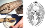 Descrição dos trematodes