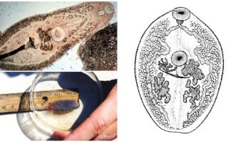 Descrição dos trematodes