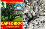 Ants anthis di taman