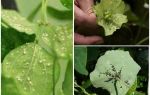 Como se livrar de pulgões em plantas de interior em casa