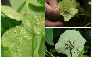 Como se livrar de pulgões em plantas de interior em casa