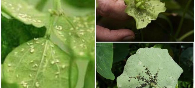 Como se livrar de pulgões em plantas de interior em casa