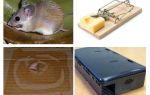 Como remover ratos de uma casa particular