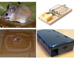 Como remover ratos de uma casa particular