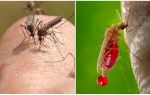 Quantas vezes pode uma picada de mosquito