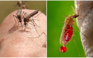 Quantas vezes pode uma picada de mosquito