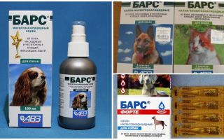 Leopardo contra carrapatos para cães e gatos