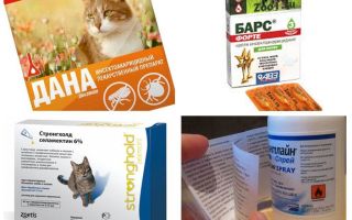 Os melhores remédios contra pulgas para gatos