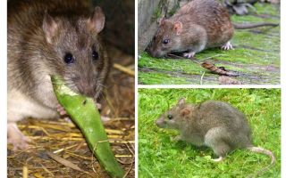 Como são os ratos?