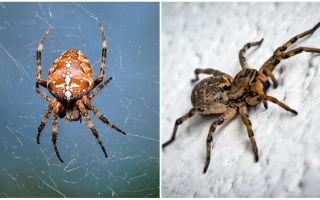 Aranha é um inseto ou animal