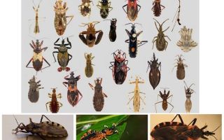 Vetores de percevejos de quaisquer doenças
