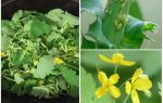 Celandine vs pulgão
