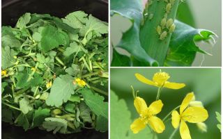 Celandine vs pulgão