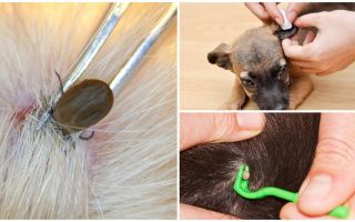 Como remover um carrapato de um cachorro em casa