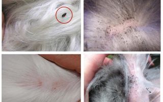 O que e como remover pulgas em um coelho