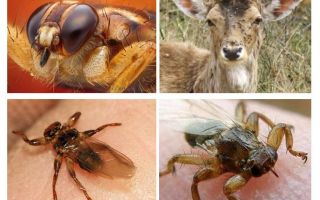 Piolhos alces