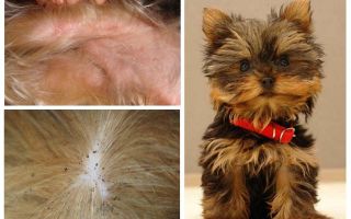 Como remover pulgas do Yorkshire terrier