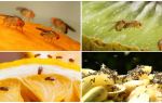 Moscas de Drosophila