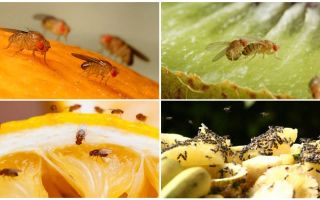 Moscas de Drosophila
