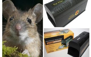 Ratoeira eletrônica