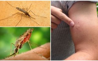 O que fazer se você for mordido por um mosquito anófeles