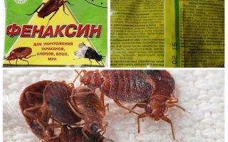 Phenaxin em pó de percevejos