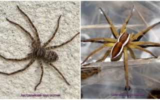 Aranha caçador australiano