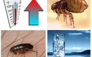 A que temperatura as pulgas e seus ovos morrem