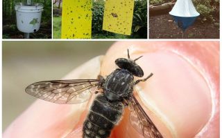 Bagaimana untuk berurusan dengan gadfly