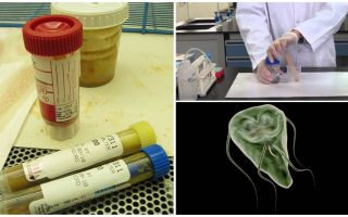 Como passar corretamente fezes em Giardia, métodos de análise
