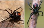 Keterangan dan gambar labah-labah janda hitam