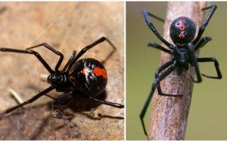 Descrição e fotos da aranha viúva negra
