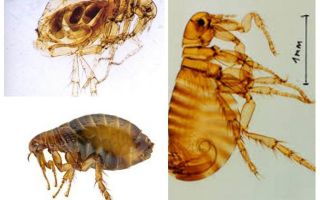 Pulgas humanas: como olhar e como se livrar