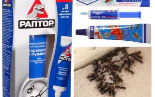 Os melhores produtos de formiga