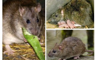 Ratos selvagens