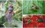 Como lidar com uma mosca carmesim