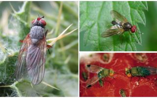 Como lidar com uma mosca carmesim