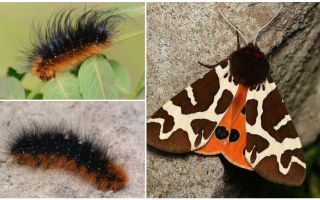 Descrição e foto dipper caterpillar Kaya