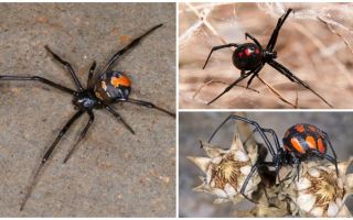 Como o karakurt de aranha