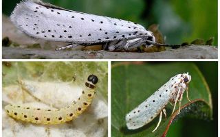 Mariposa da Apple - como lidar com isso