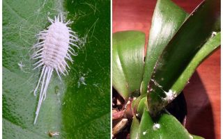 Cara berurusan dengan mealybug pada orkid