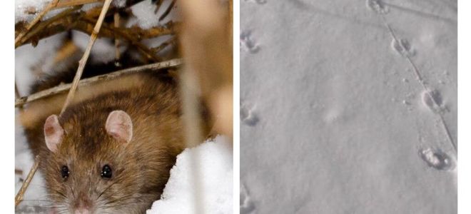 Como são as pegadas de ratos na neve
